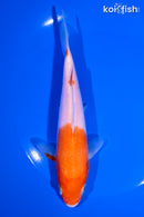 6.5" KOHAKU