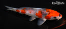 6.25" GOSHIKI