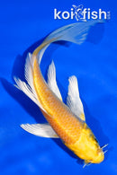 5.5" YAMABUKI OGON BUTTERFLY