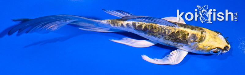 5" ARAGOKE KIN KIKOKURYU BUTTERFLY