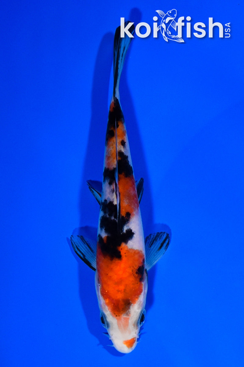 5.5" SANKE