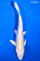6.75" DOITSU LEMON HARIWAKE