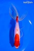 6.5" SARASA WATONAI GOLDFISH