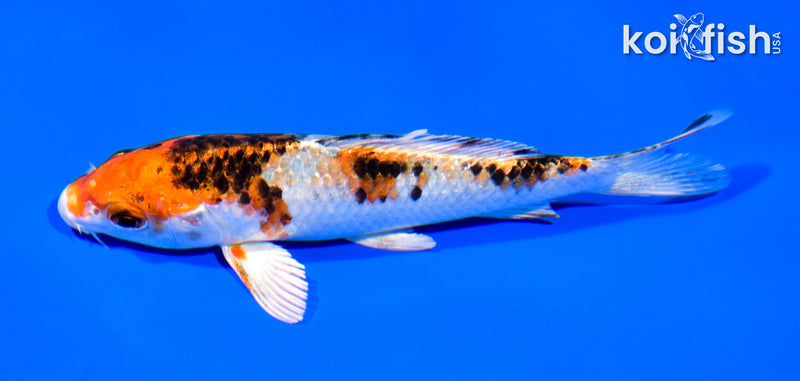5.25" GINRIN YAMATO NISHIKI