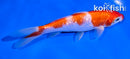 5.5" GINRIN KOHAKU