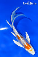 5.5" KIKUSUI BUTTERFLY