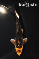 5.5" ARAGOKE BENI KIKOKURYU