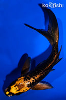 5.5" ARAGOKE BENI KIKOKURYU BUTTERFLY