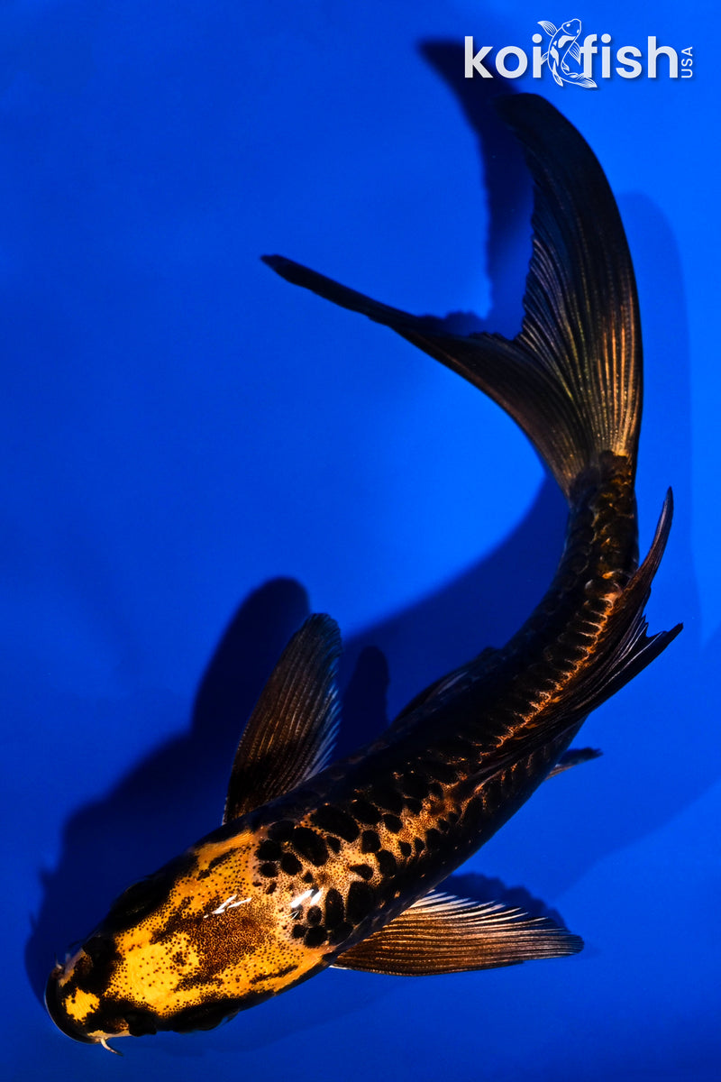 5.5" ARAGOKE BENI KIKOKURYU BUTTERFLY