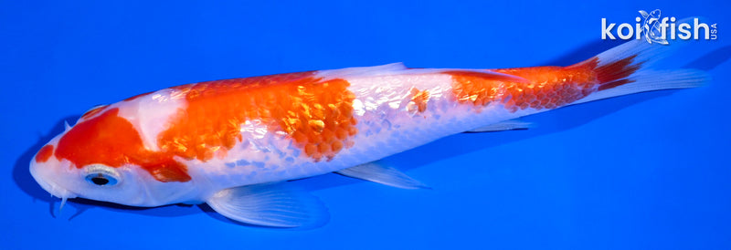 6.75" GINRIN KOHAKU