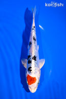 6.5" TANCHO HEISEI NISHIKI