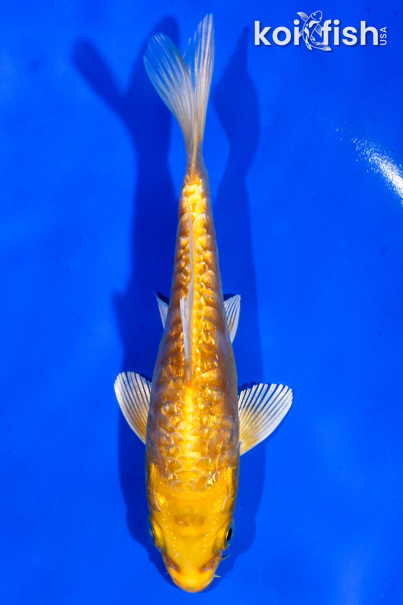 5.5" GINRIN ARAGOKE YAMABUKI OGON