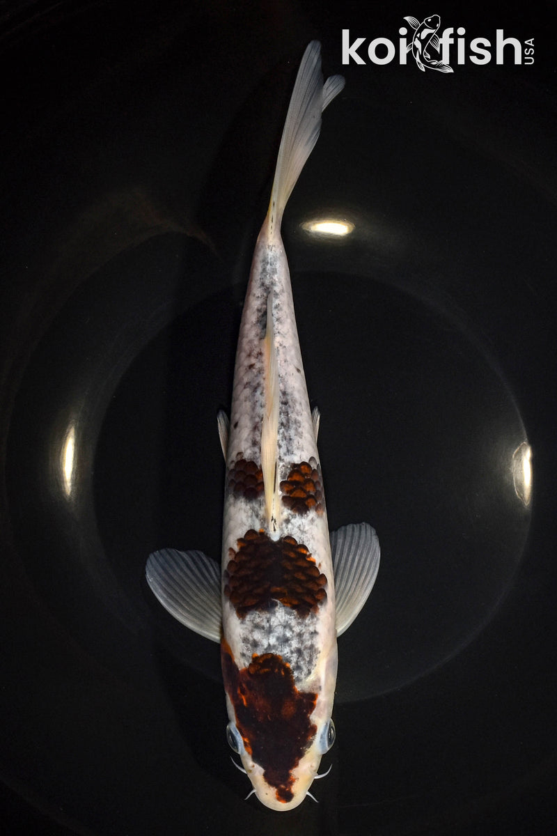 9.75" BUDO GOROMO