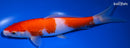 9.25" KOHAKU