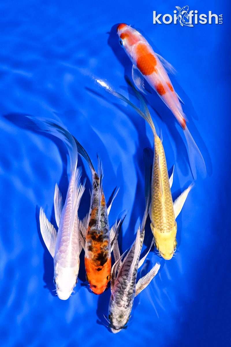 PACK OF (5) 4-5.5" BUTTERFLY KOI