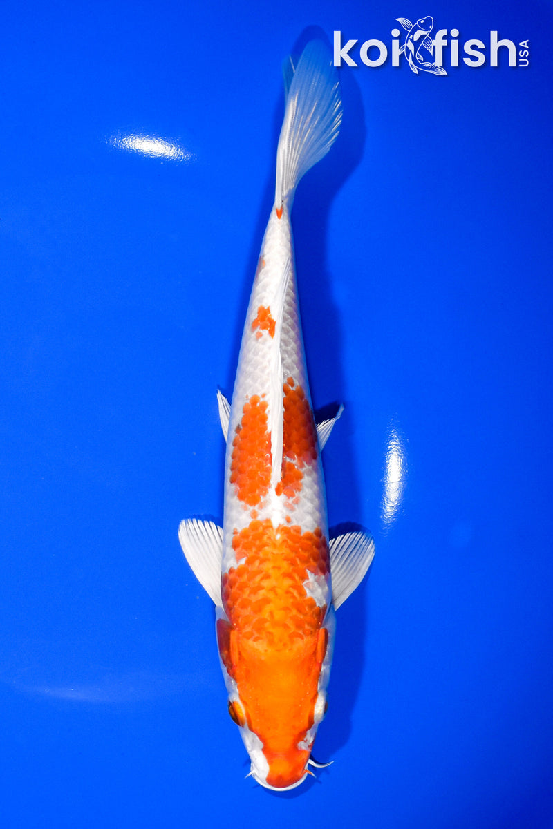 8.25" HARIWAKE