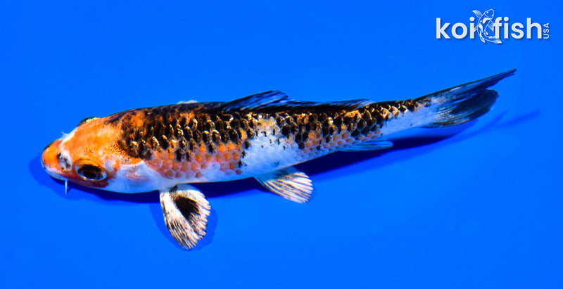 5" GINRIN YAMATO NISHIKI