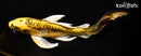 8.25" KIN KIKOKURYU BUTTERFLY