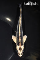 6.5" GIN MATSUBA
