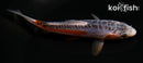 5" HI SHUSUI