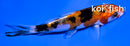 4.5" DOITSU SANKE
