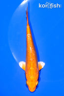 5.75" DOITSU ORENJI OGON