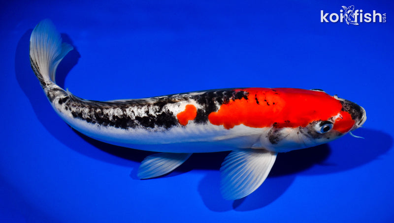 13.75" DOITSU GOSHIKI