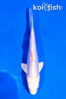 4" DOITSU PLATINUM OGON