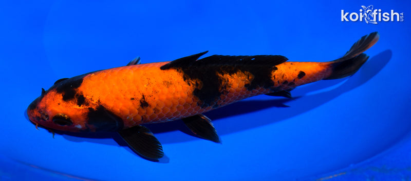 9.25" HI UTSURI