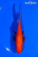 5.25" COMET GOLDFISH