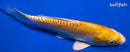 6.25" DOITSU LEMON HARIWAKE
