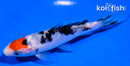 4.5" TANCHO SANKE