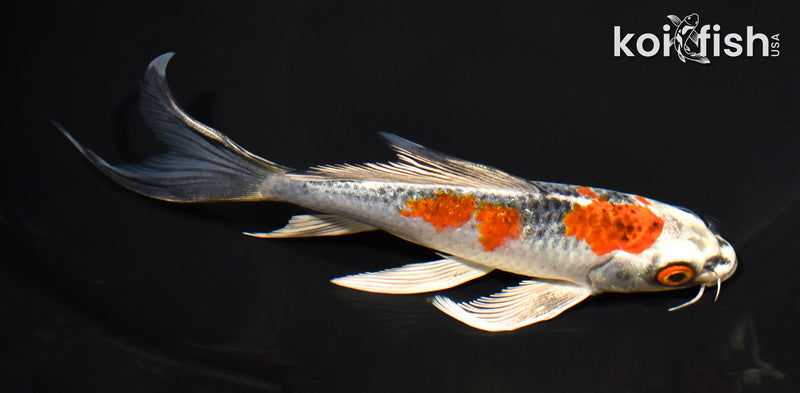 6.75" BENI GINGA BUTTERFLY