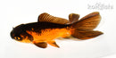 4.5" WAKIN GOLDFISH