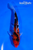 5.5" SANKE