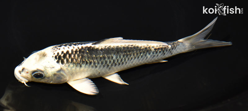 6.75" GIN MATSUBA