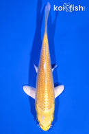 5.75" YAMABUKI OGON