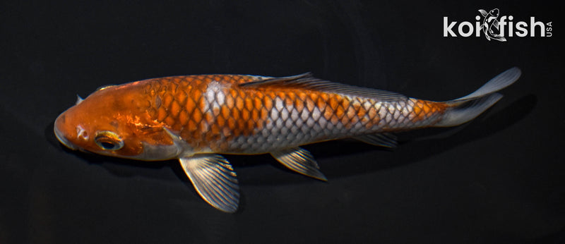 7.5" OCHIBA SHIGURE