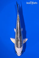 6.5" GIN MATSUBA