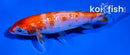 4" GINRIN KOHAKU