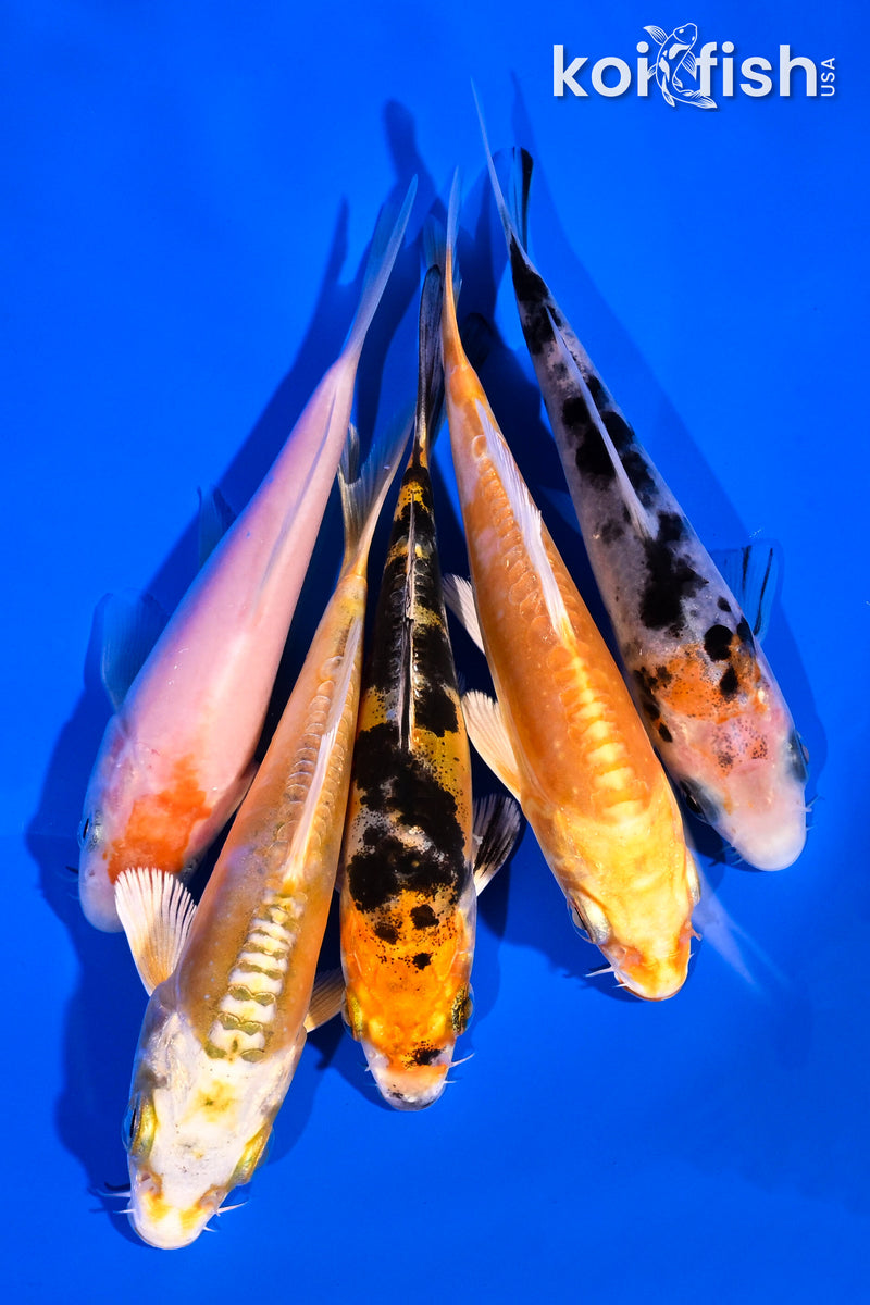 PACK OF (5) 4-5" STANDARD KOI