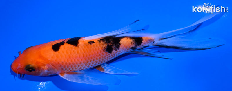 6" AKA SANKE BUTTERFLY