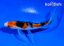 4.5" SANKE BUTTERFLY