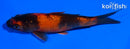 5" HI UTSURI