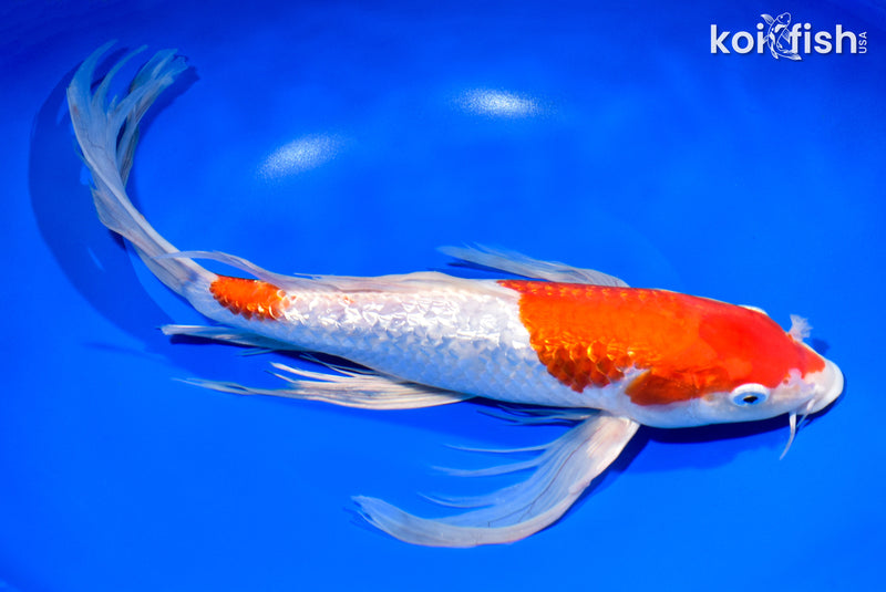 14.25" GINRIN KOHAKU BUTTERFLY