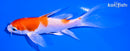 5" HARIWAKE BUTTERFLY