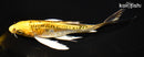 8.25" ARAGOKE KUJAKU BUTTERFLY