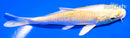 4.5" YAMABUKI OGON