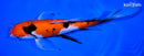 8.75" SANKE BUTTERFLY