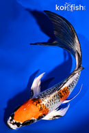 7.25" KUJAKU BUTTERFLY